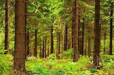 testing for forestry plant diseases indentify plant diseases